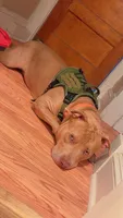 Rocky , a male American Bully for sale in Brooklyn Park, MD – 3 of 6