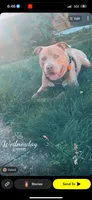 Rocky , a male American Bully for sale in Brooklyn Park, MD – 5 of 6