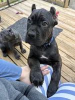 Blue & White, a male Cane Corso for sale in Newfield, NJ – 4 of 6
