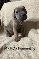 Pink, a female Cane Corso for sale in Newfield, NJ – Photo 1 of 3