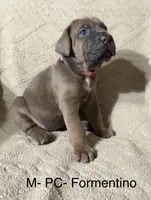 Pink, a female Cane Corso for sale in Newfield, NJ – Photo 2 of 3