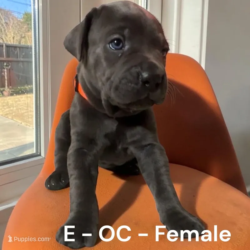 Orange – Cane Corso puppy for sale in Newfield, NJ