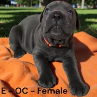 Orange, a female Cane Corso for sale in Newfield, NJ – Photo 2 of 3