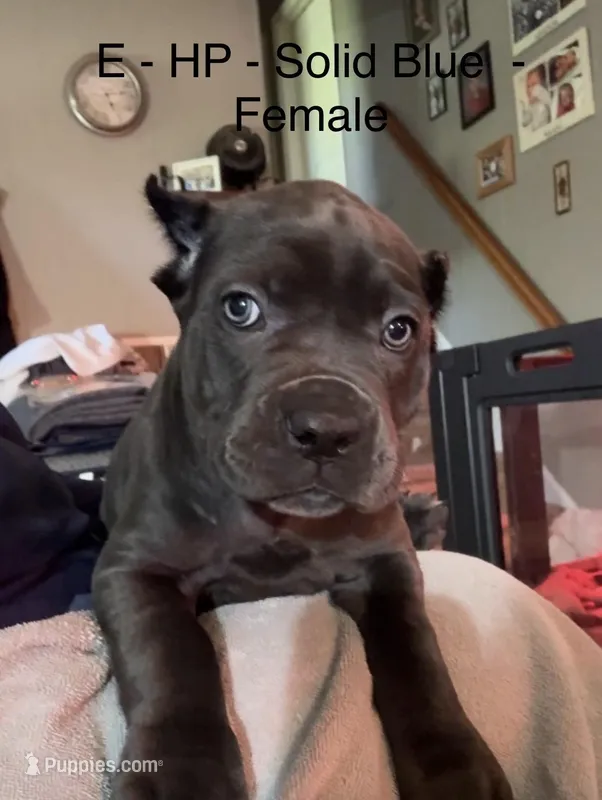 Orange – Cane Corso puppy for sale in Newfield, NJ