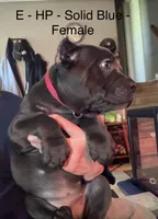 Orange, a female Cane Corso for sale in Newfield, NJ – 4 of 6