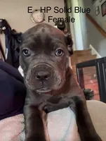 Orange, a female Cane Corso for sale in Newfield, NJ – 6 of 6