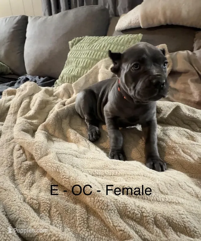 Orange – Cane Corso puppy for sale in Newfield, NJ
