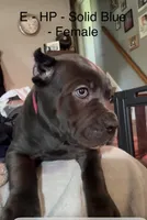 Orange, a female Cane Corso for sale in Newfield, NJ – 5 of 6