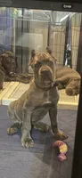 Black, a male Cane Corso for sale in Newfield, NJ – 9 of 9
