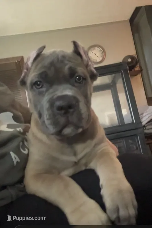 Formentino – Cane Corso puppy for sale in Newfield, NJ