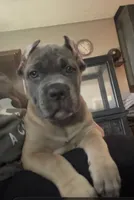 Formentino, a female Cane Corso for sale in Newfield, NJ – 1 of 7