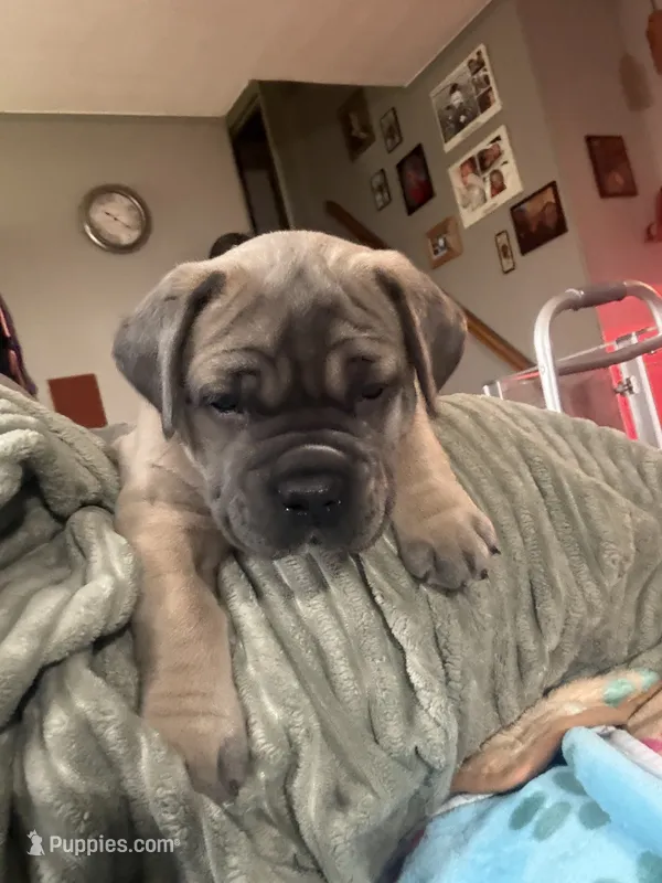 Formentino – Cane Corso puppy for sale in Newfield, NJ