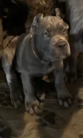 Orange, a female Cane Corso for sale in Newfield, NJ – 4 of 9