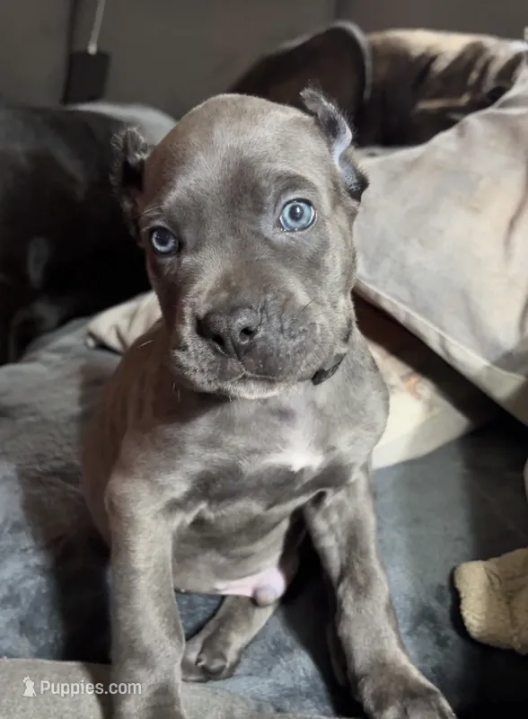 Black – Cane Corso puppy for sale in Newfield, NJ