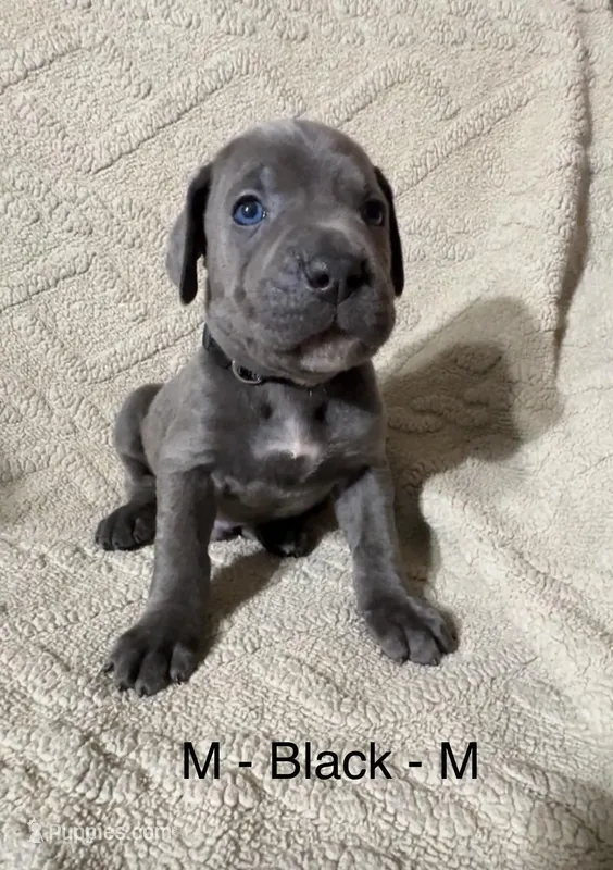 Black – Cane Corso puppy for sale in Newfield, NJ