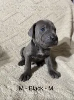 Black, a male Cane Corso for sale in Newfield, NJ – Photo 2 of 3