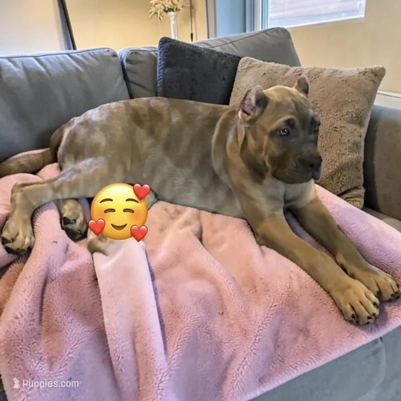 Gray – Cane Corso puppy for sale in Newfield, NJ