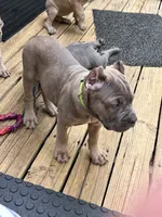 Lime Green, a male Cane Corso for sale in Newfield, NJ – 6 of 6