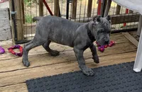 Black, a male Cane Corso for sale in Newfield, NJ – 6 of 9