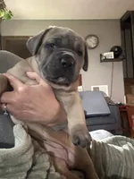 Formentino, a female Cane Corso for sale in Newfield, NJ – 4 of 5