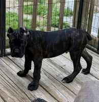 Blue & White, a male Cane Corso for sale in Newfield, NJ – 3 of 6