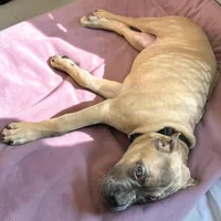 Black, a female Cane Corso for sale in Newfield, NJ – 3 of 5