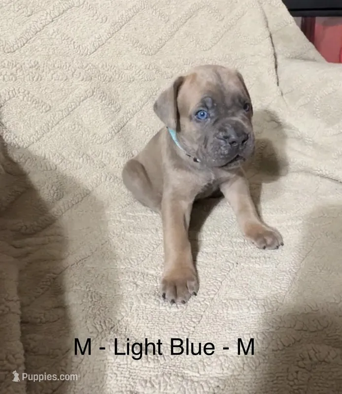 Light Blue – Cane Corso puppy for sale in Newfield, NJ