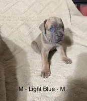 Light Blue, a male Cane Corso for sale in Newfield, NJ – Photo 1 of 3