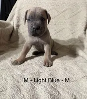 Light Blue, a male Cane Corso for sale in Newfield, NJ – Photo 2 of 3