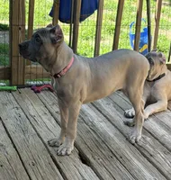 Purple, a female Cane Corso for sale in Newfield, NJ – 5 of 7