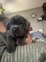 Blue, a male Cane Corso for sale in Newfield, NJ – 4 of 6