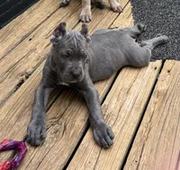 Black, a male Cane Corso for sale in Newfield, NJ – 7 of 9