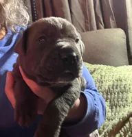 Blue, a male Cane Corso for sale in Newfield, NJ – Photo 3 of 5