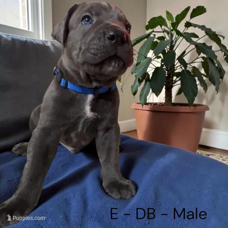 Blue – Cane Corso puppy for sale in Newfield, NJ