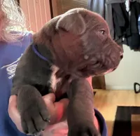 Blue, a male Cane Corso for sale in Newfield, NJ – Photo 4 of 5