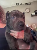 Light Blue, a male Cane Corso for sale in Newfield, NJ – 6 of 6