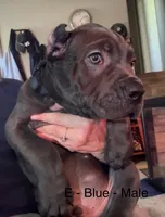 Light Blue, a male Cane Corso for sale in Newfield, NJ – 2 of 6