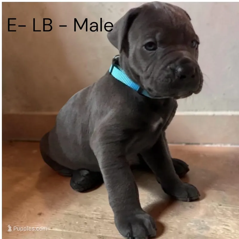 Light Blue – Cane Corso puppy for sale in Newfield, NJ
