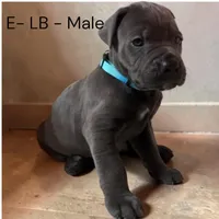 Light Blue, a male Cane Corso for sale in Newfield, NJ – Photo 1 of 3