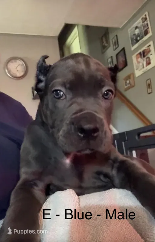 Light Blue – Cane Corso puppy for sale in Newfield, NJ