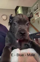 Light Blue, a male Cane Corso for sale in Newfield, NJ – 1 of 6