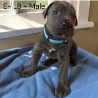 Light Blue, a male Cane Corso for sale in Newfield, NJ – Photo 2 of 3