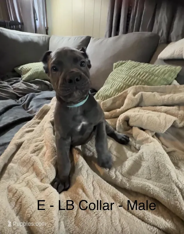 Light Blue – Cane Corso puppy for sale in Newfield, NJ