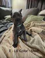 Light Blue, a male Cane Corso for sale in Newfield, NJ – 3 of 6