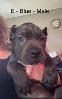 Light Blue, a male Cane Corso for sale in Newfield, NJ – 5 of 6