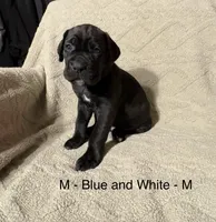 Blue & White, a male Cane Corso for sale in Newfield, NJ – Photo 1 of 3