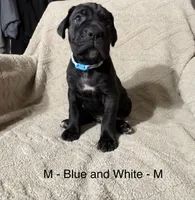 Blue & White, a male Cane Corso for sale in Newfield, NJ – Photo 2 of 3