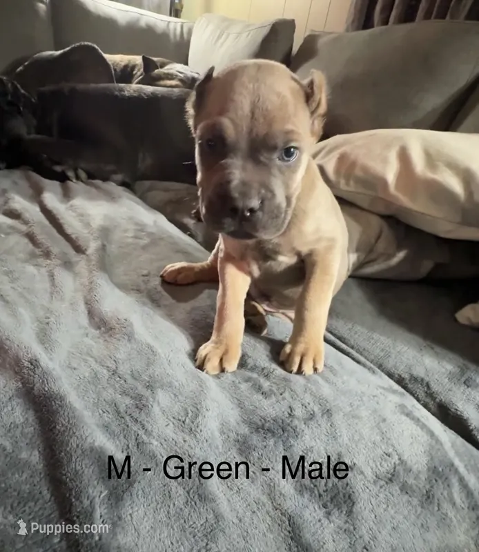 Green – Cane Corso puppy for sale in Newfield, NJ
