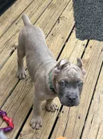 Green, a male Cane Corso for sale in Newfield, NJ – 6 of 6