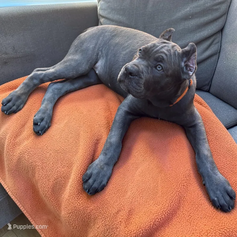 Orange – Cane Corso puppy for sale in Newfield, NJ